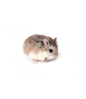 Hamster Roborowski (Unité) Uniquement retrait dépôt