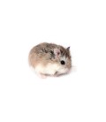 Hamster Roborowski (Unité) Uniquement retrait dépôt