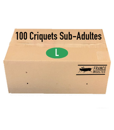 Carton de 100 Criquets Subadultes