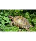 PLANTES COMESTIBLES POUR REPTILES ET NAC